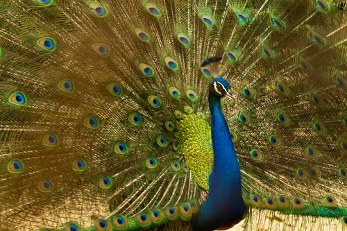 蓝绿孔雀 · 免费素材图片