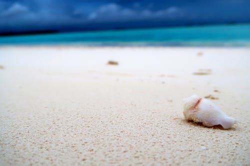 白沙滩上的白色贝壳 · 免费素材图片