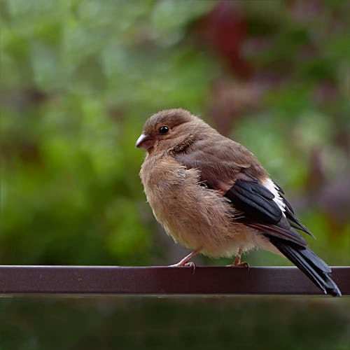 浅棕色鸟的焦点 · 免费素材图片