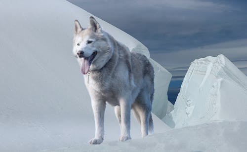 在积雪覆盖的地面上的阿拉斯加雪橇犬 · 免费素材图片