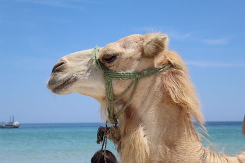 米色骆驼站在海岸线附近 · 免费素材图片