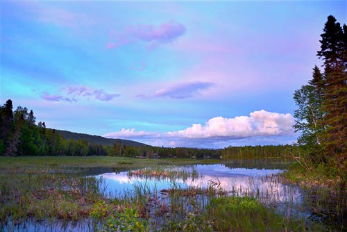 蓝蓝的天空下湖附近的树木 · 免费素材图片