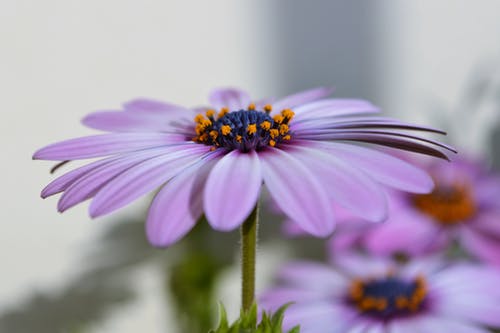 紫花瓣的弗洛尔 · 免费素材图片