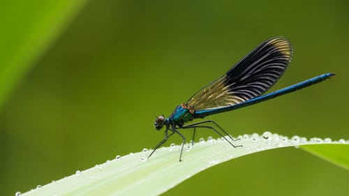 栖息在叶子上的美丽的蓝色闺女的宏观摄影 · 免费素材图片