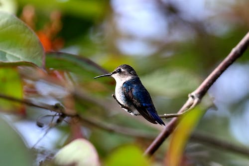 蓝色和黑色的鸟，栖息在树枝上 · 免费素材图片