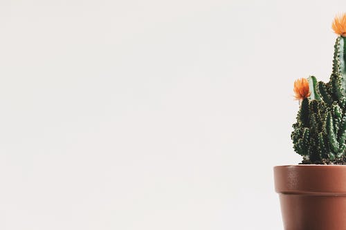 绿色盆栽仙人掌 · 免费素材图片