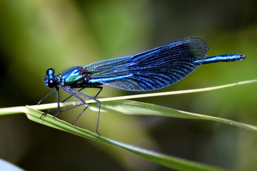 蓝蜻蜓 · 免费素材图片