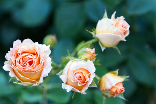 白色和橙色的花朵的浅焦点照片 · 免费素材图片