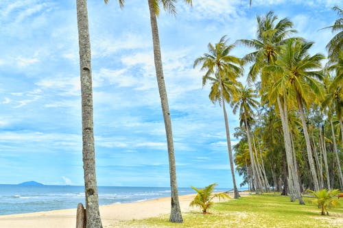 水体附近的椰子树 · 免费素材图片