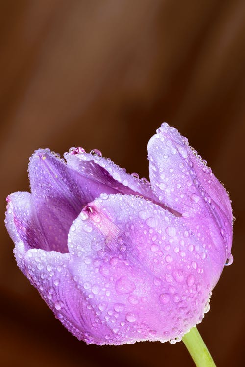 湿紫色花的浅焦点照片 · 免费素材图片