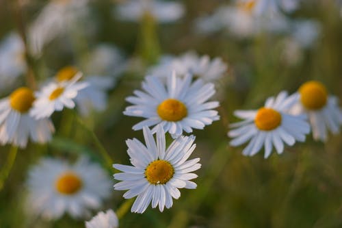 白色雏菊花 · 免费素材图片