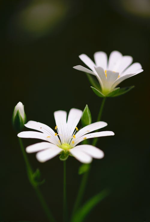 白色花瓣花的选择性聚焦摄影 · 免费素材图片