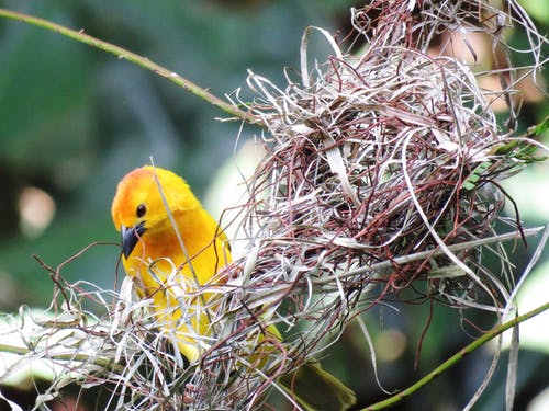 黄鸟巢 · 免费素材图片