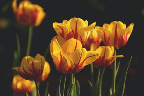 黄色和红色的宽花瓣花 · 免费素材图片