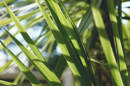 绿色线性叶植物 · 免费素材图片