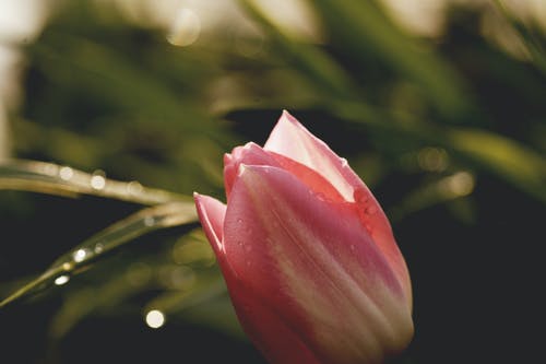 粉色花的选择性聚焦摄影 · 免费素材图片