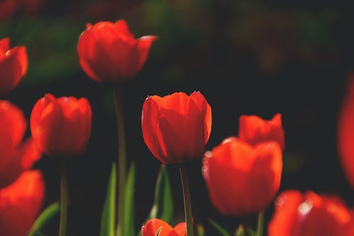 红玫瑰花朵的选择性聚焦摄影 · 免费素材图片