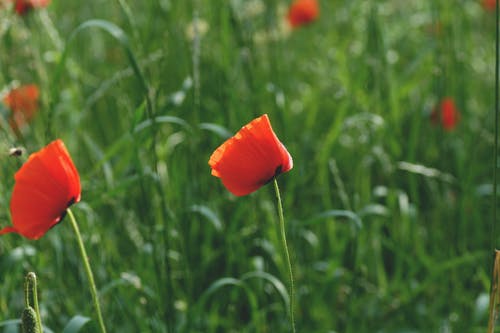 红色花的选择性聚焦摄影 · 免费素材图片