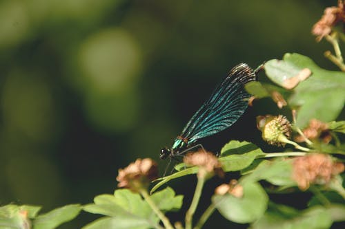 蓝昆虫在绿叶上 · 免费素材图片
