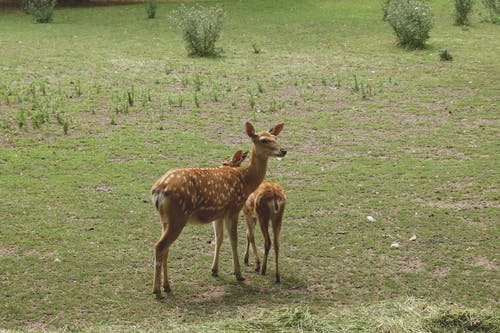 瞪羚与牧群 · 免费素材图片