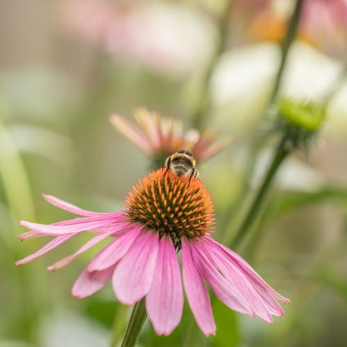 蜜蜂在粉红色的花朵上的选择性聚焦摄影 · 免费素材图片