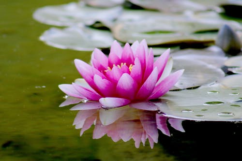 上水粉红色睡莲花 · 免费素材图片