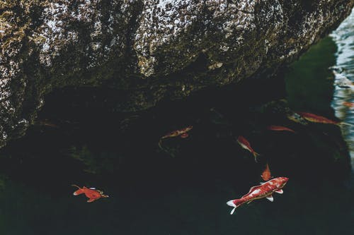 锦鲤鱼在岩层附近的浅滩 · 免费素材图片