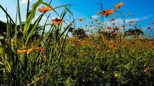 晴朗的蓝天下的橙色花场 · 免费素材图片