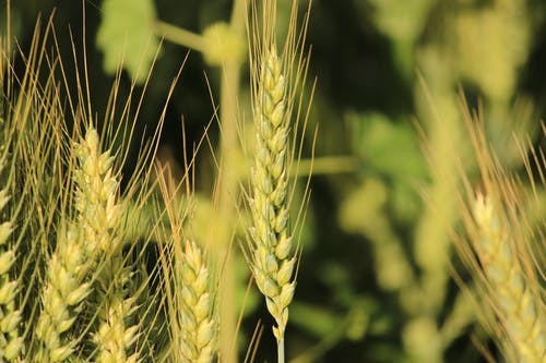 水稻小麦的摄影特写 · 免费素材图片