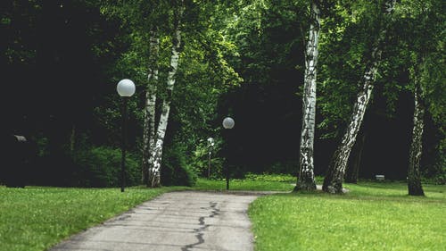 通路和草附近的绿色高大的树木 · 免费素材图片