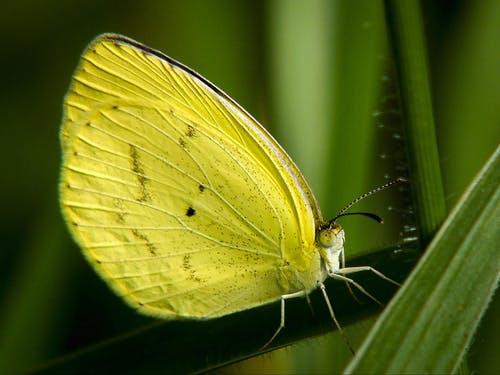 叶上的绿色蝴蝶 · 免费素材图片