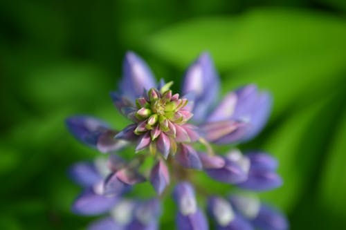 紫色花瓣花的焦点摄影 · 免费素材图片