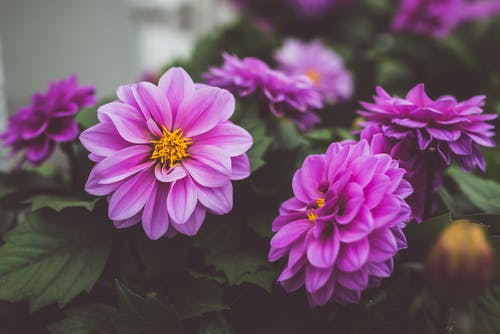 紫色大丽花花的特写摄影 · 免费素材图片