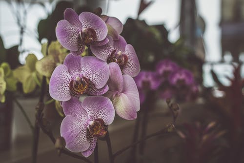 紫色兰花 · 免费素材图片
