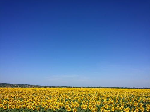 蓝天下的向日葵园 · 免费素材图片