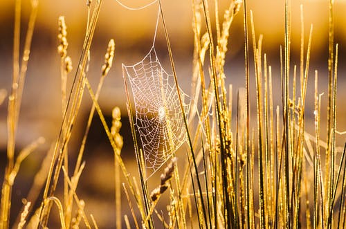 附着在小麦籽粒上的蜘蛛网 · 免费素材图片