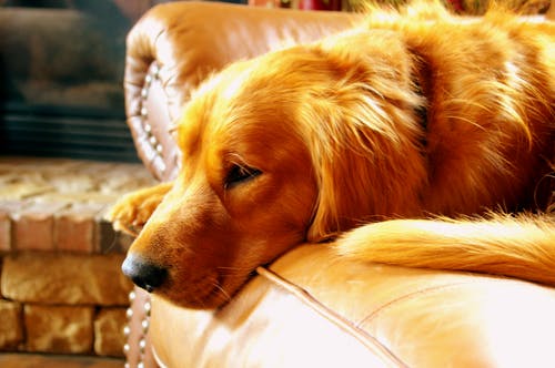 躺在沙发上的成年红猎犬 · 免费素材图片
