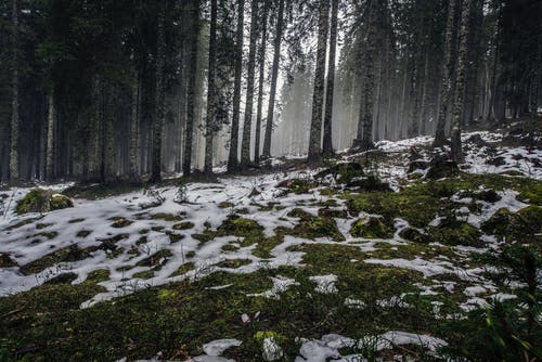 雪覆盖的草田 · 免费素材图片