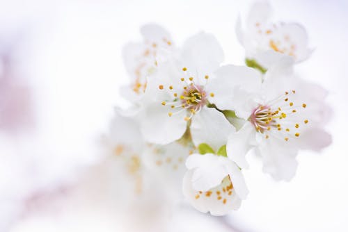选择性聚焦摄影中的白色樱花 · 免费素材图片