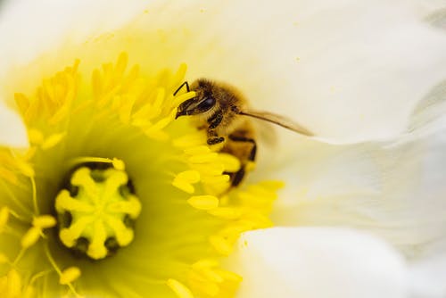蜜蜂在花图 · 免费素材图片