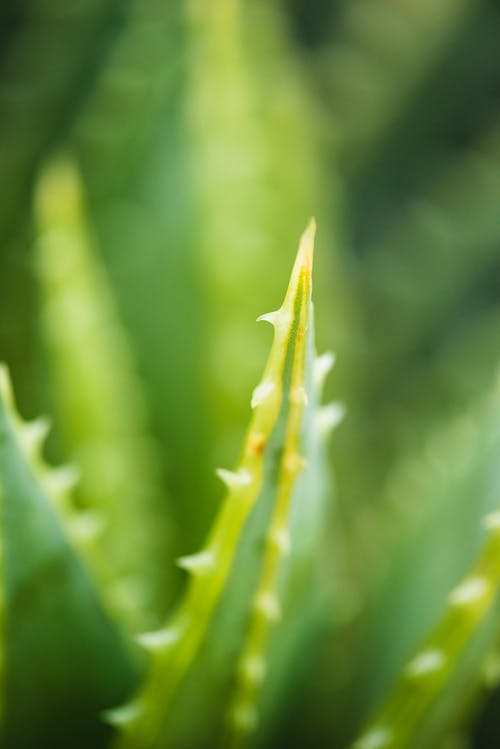 芦荟植物特写摄影 · 免费素材图片