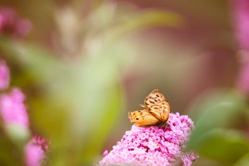 粉色蝴蝶花瓣上的棕色蝴蝶的选择性聚焦摄影 · 免费素材图片