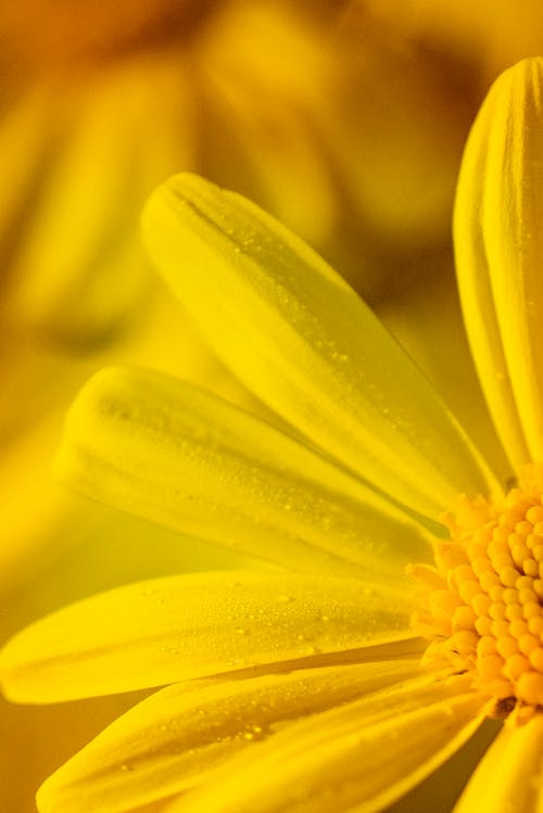 黄色花的微型照片 · 免费素材图片