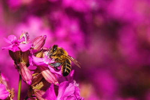 蜜蜂从花中采集花粉的选择性聚焦摄影 · 免费素材图片