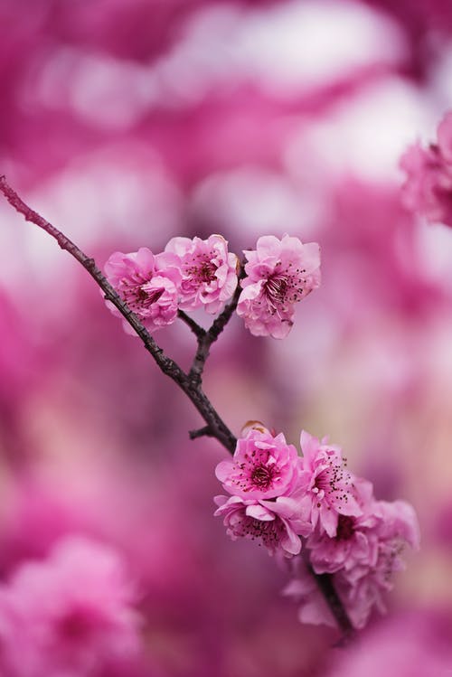 粉红色的花瓣花 · 免费素材图片