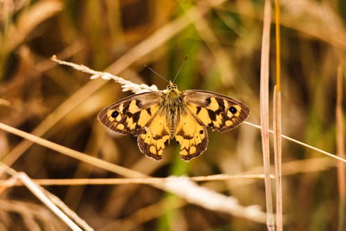 棕蝴蝶 · 免费素材图片