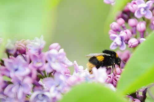 黑黄蜂 · 免费素材图片