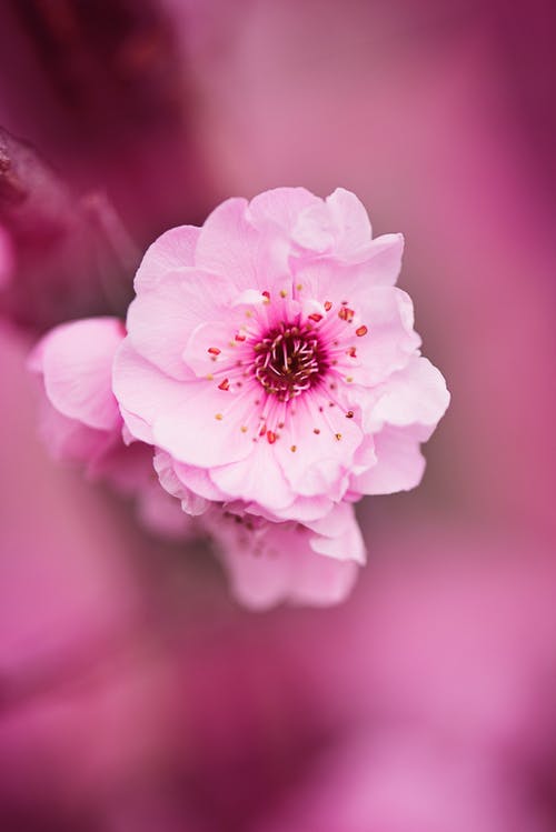 白色和粉红色的花瓣花瓣选择性聚焦照片 · 免费素材图片