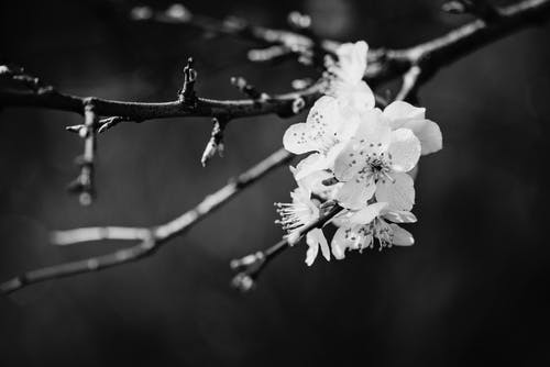 兰花的灰度摄影 · 免费素材图片