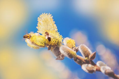 两只蜜蜂在黄色的花朵 · 免费素材图片